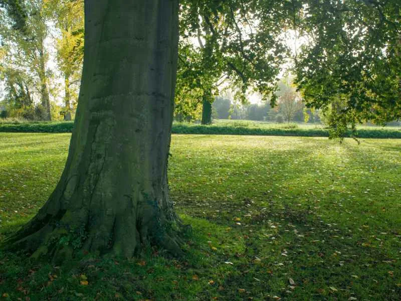 Benefits of trees 2