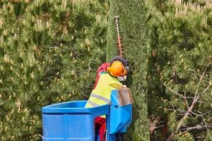 The Role of Tree Surgeons in Assessing and Managing Tree Health