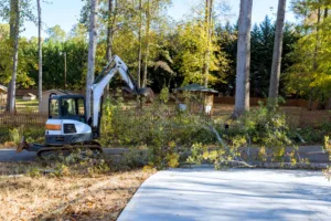 uprooted trees line streets after hurricane near