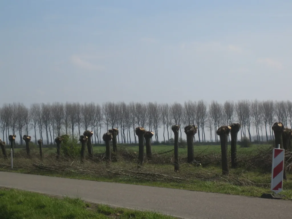 tree pollarding