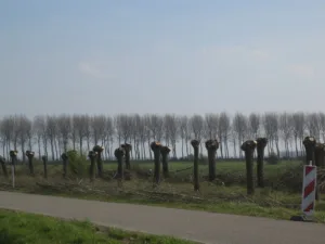 tree pollarding